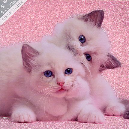 Wags and Whiskers doble kort