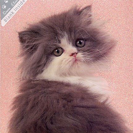 Wags and Whiskers doble kort