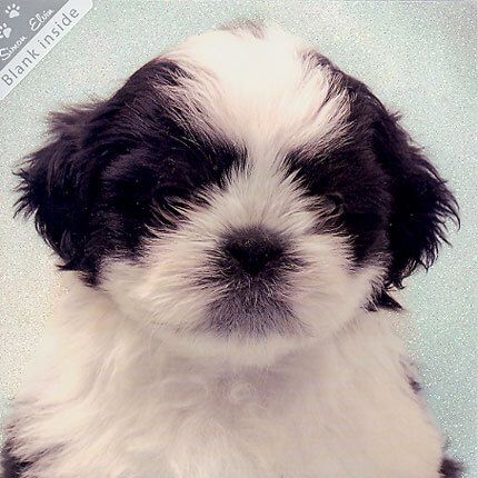 Wags and Whiskers doble kort