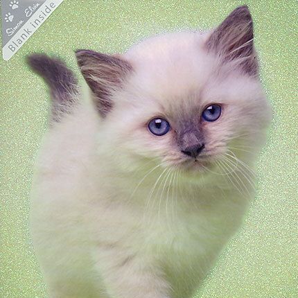 Wags and Whiskers doble kort