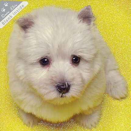 Wags and Whiskers doble kort