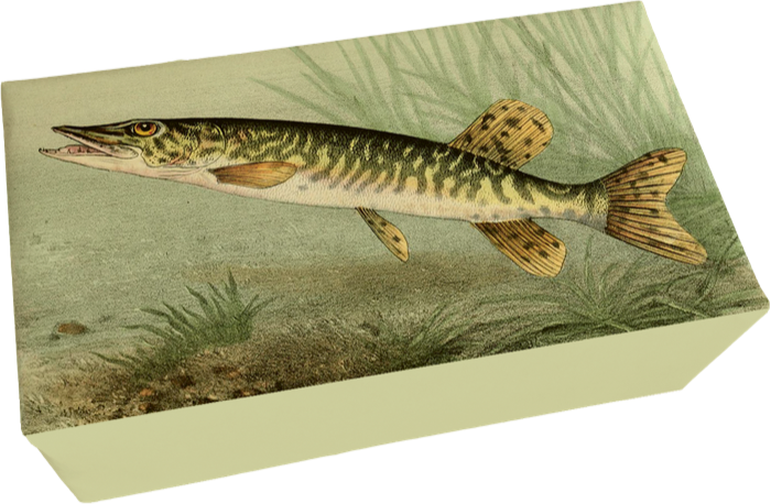 Såpestykke Appelsin 6-pakk