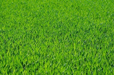 סוגי דשא סינטטי