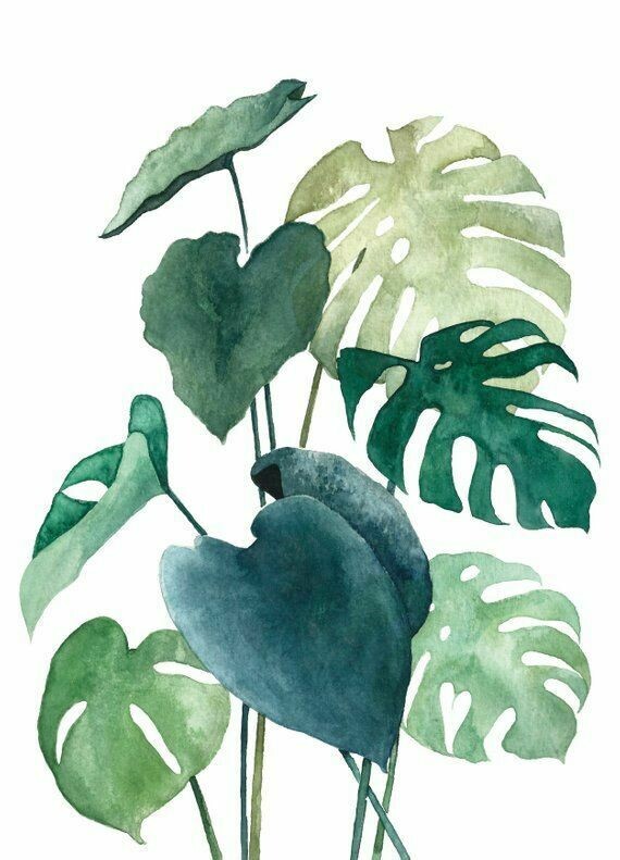 Lámina monstera