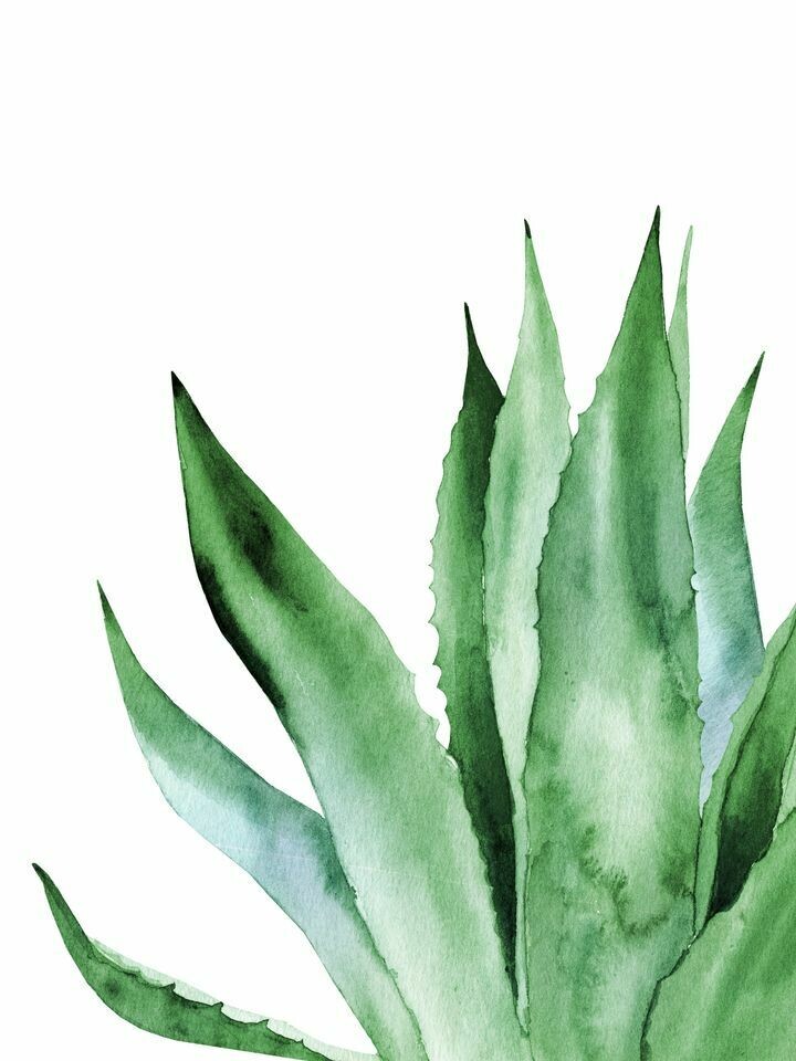 Lámina aloe