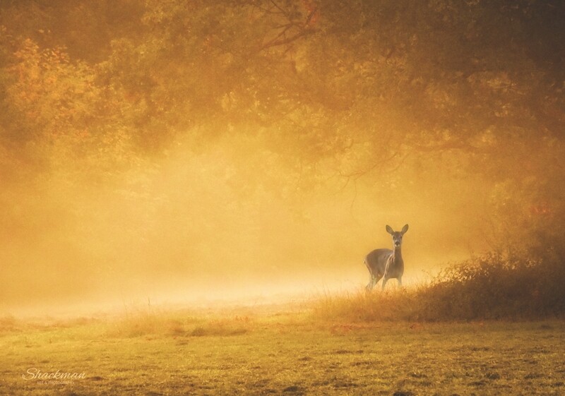 &#39;A Golden Dawn&#39;