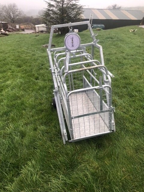 lamb weighing crate with wheeled frame and scale