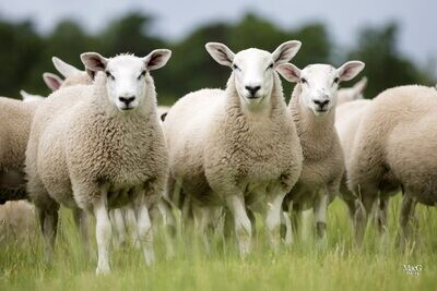 Sheep Handling
