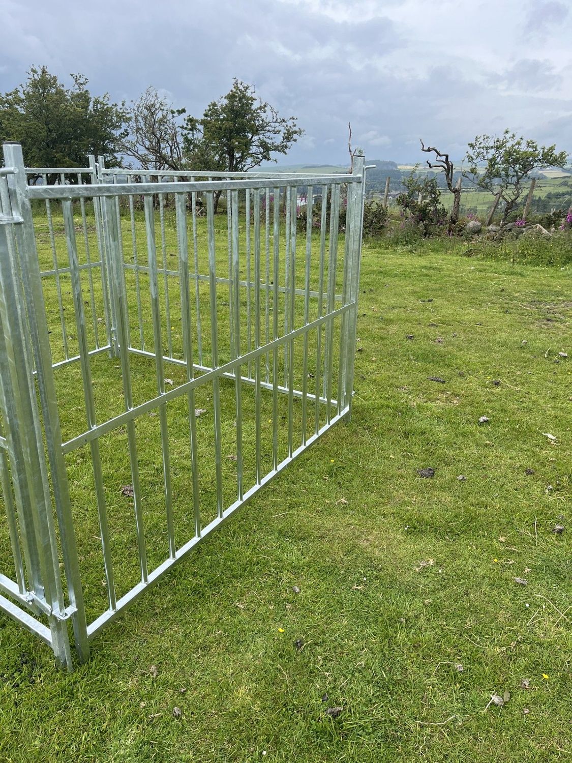 Pygmy Goat Hurdles