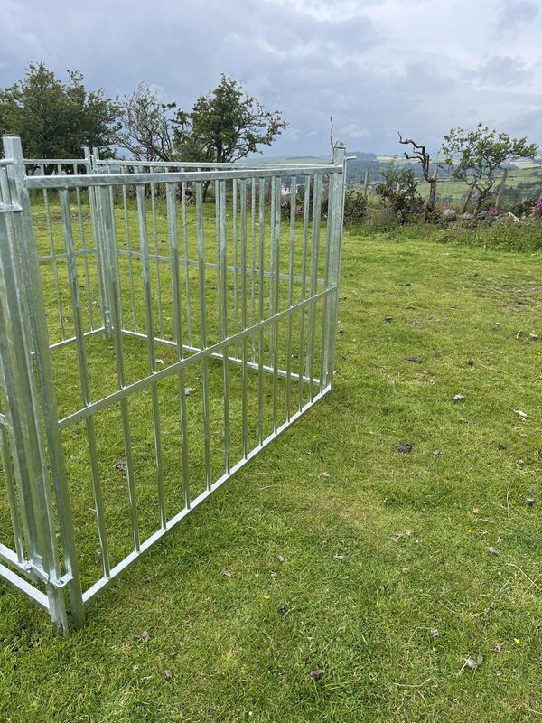 Pygmy Goat Hurdles