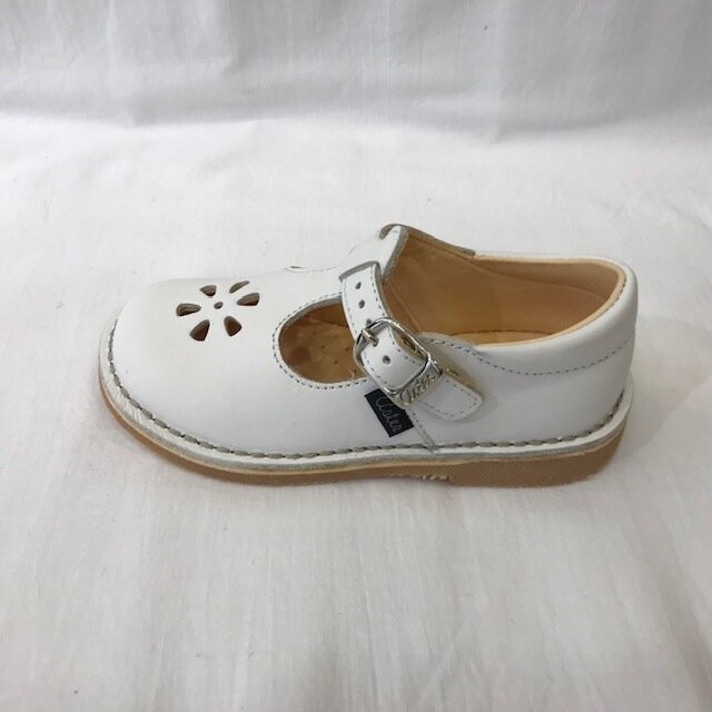 Dingo Blanc Aster