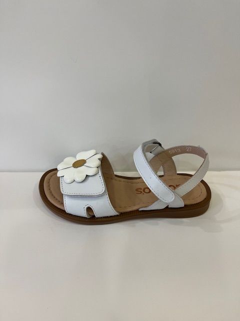 5913 Blanc Marguerite Acebos