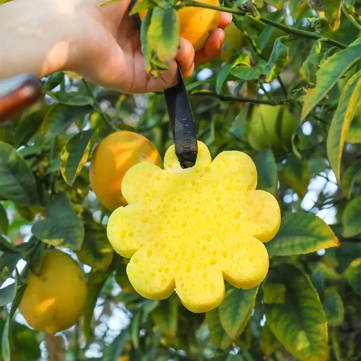 Papaya Yuzu Wild Flower 