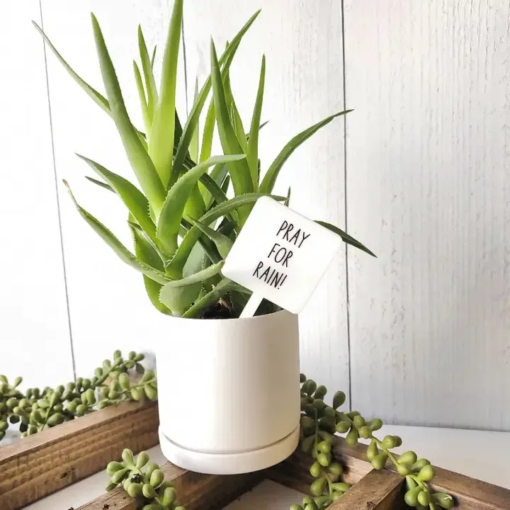Snarky Plant Marker - Pray for Rain