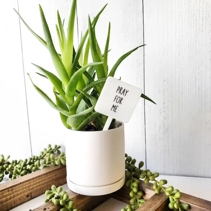 Snarky Plant Marker - Pray for me