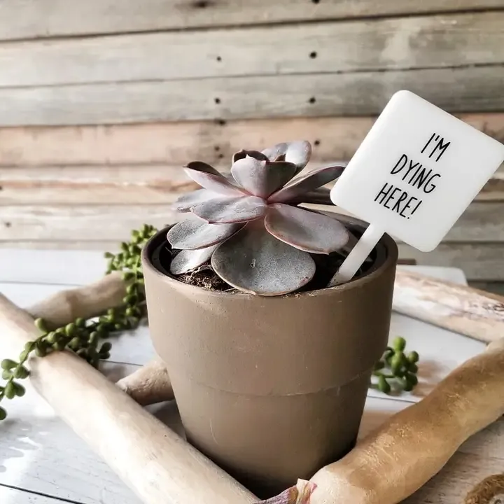 Snarky Plant Marker - I&#39;m dying here