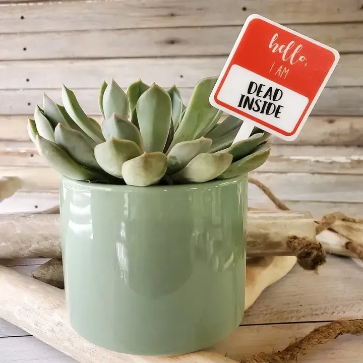 Snarky Plant Marker - DEAD INSIDE