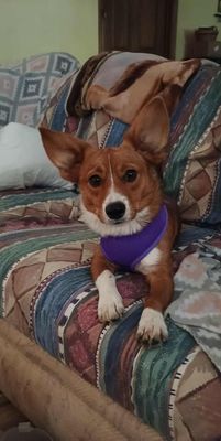 🐕 Skincare for Pets 🐈