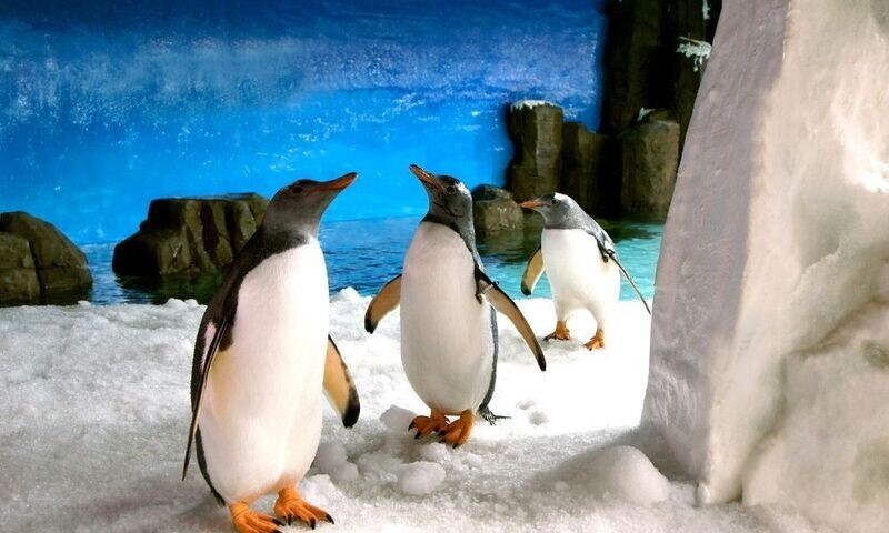 SEA LIFE Aquarium, Melbourne, VIC