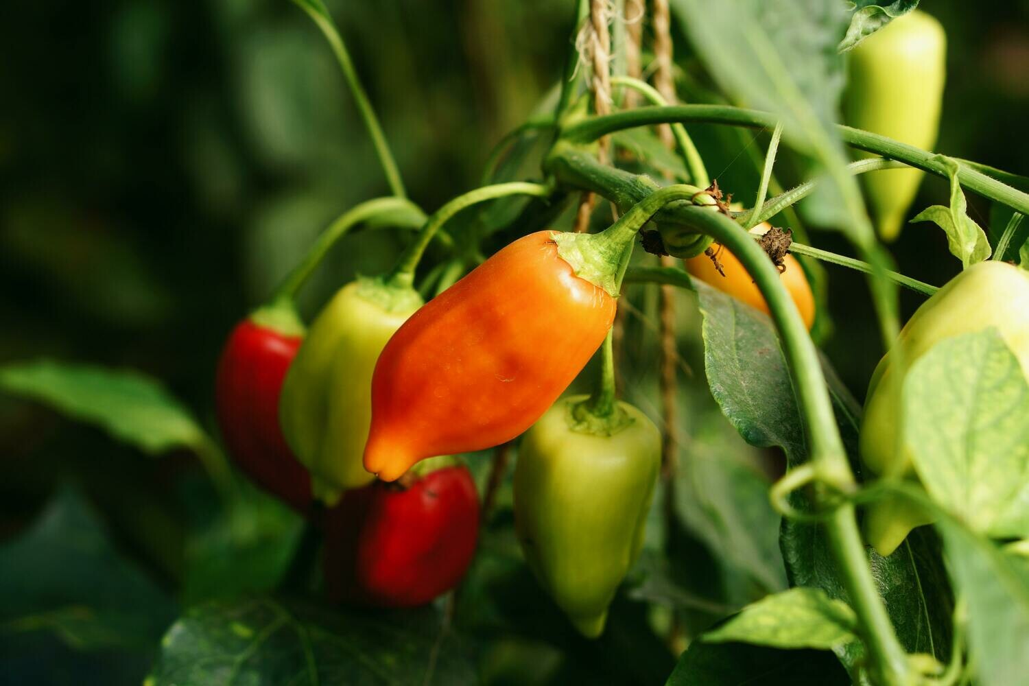 Datil Pepper Jelly