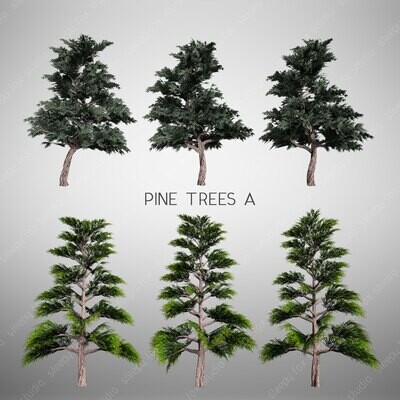 pine trees A