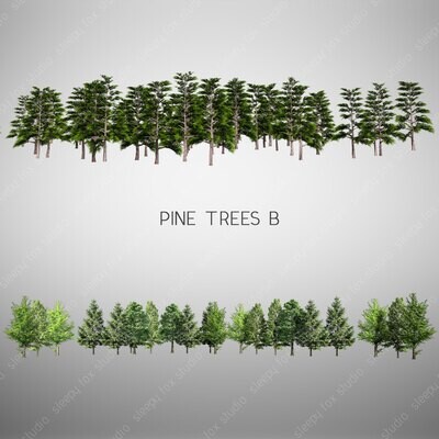 pine trees A