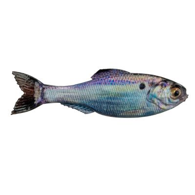 6TH SENSE PANORAMA 2.8" LIVE GIZZARD SHAD 8PK