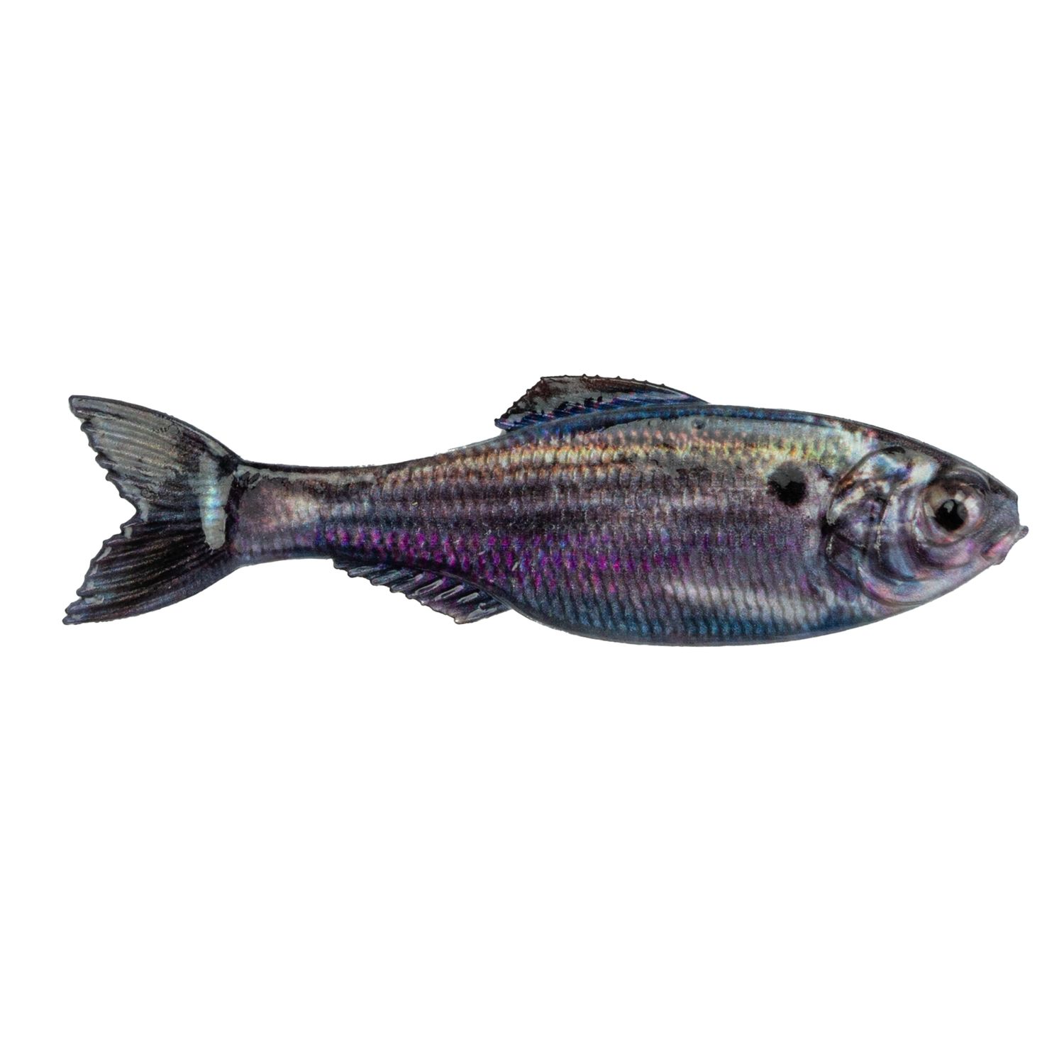 6TH SENSE PANORAMA 5" LIVE THREADFIN SHAD 3PK