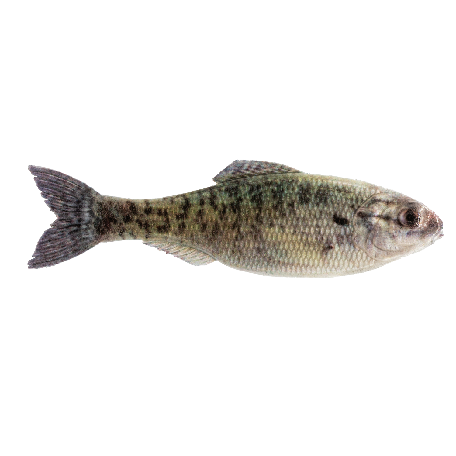 6TH SENSE PANORAMA 6.5&quot; LIVE CRAPPIE 2PK