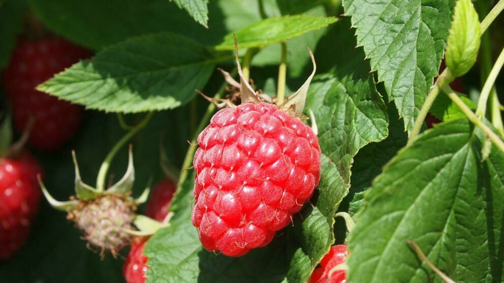 Planta FRAMBUESA (ROJA ROYALTY, AMARILLA GOLDEN)
