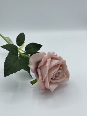 Rosa Romantica