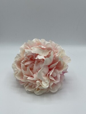 Peonia Rosa