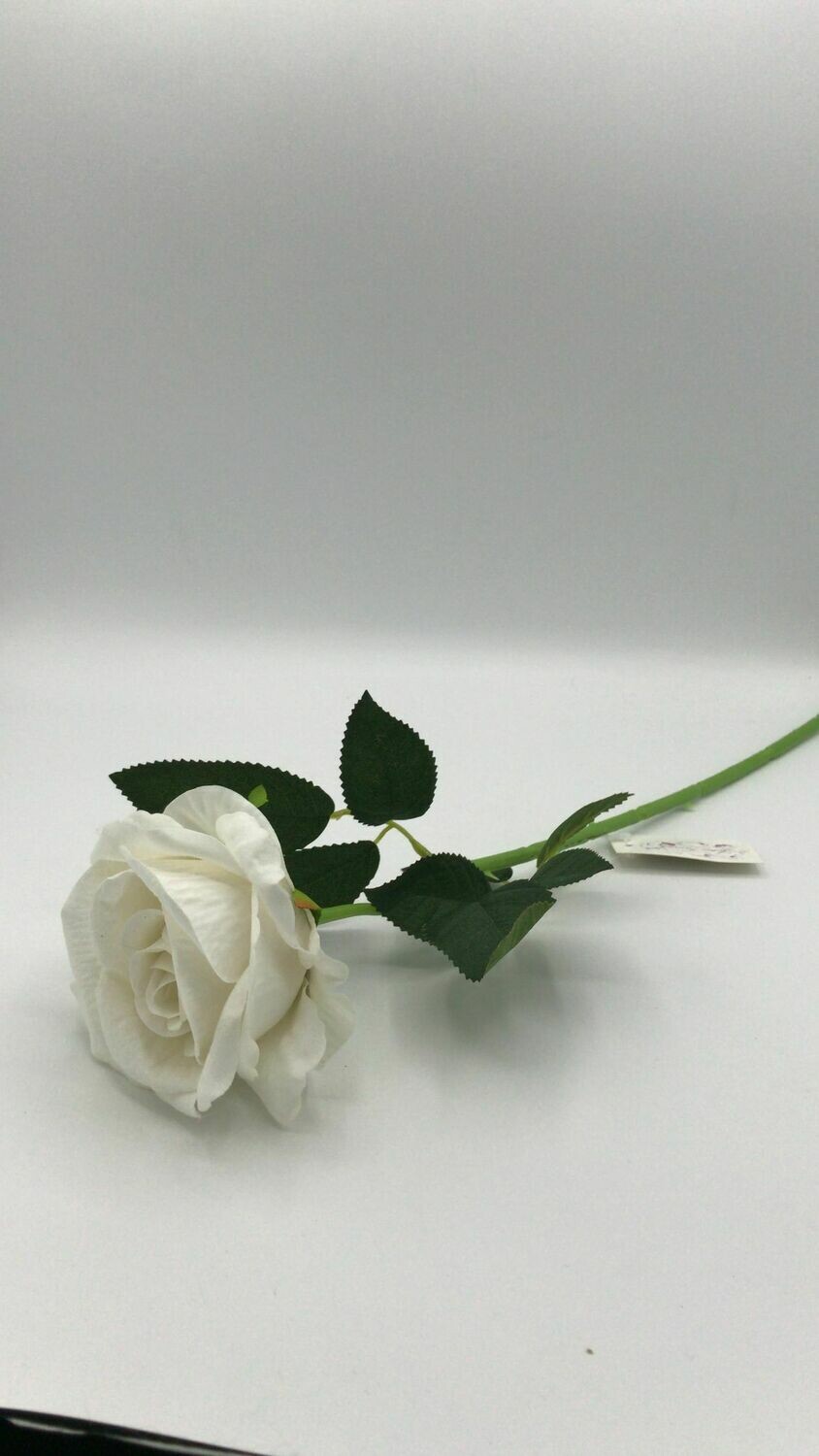 Rosa Romantica Bianca