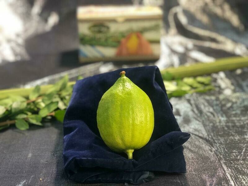 Kit de Loulav de très haute qualité (Alef Alef)