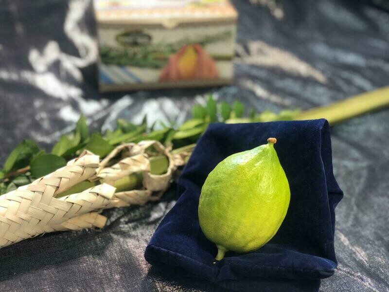 Kit de Loulav de qualité intermédiaire + (Alef-Beth +)