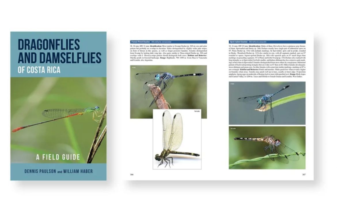 Dragonflies and Damselflies of CR Dragonflies and Damselflies of CR