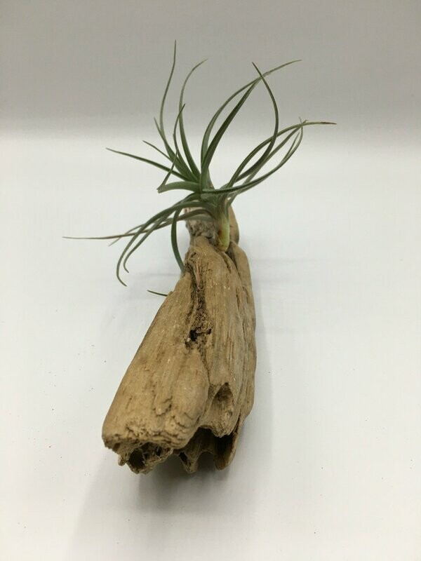 Air Plant with Treated Drift Wood