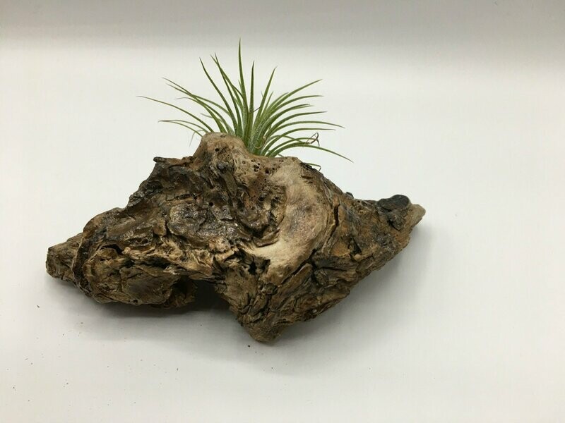 Air Plant with Treated Drift Wood