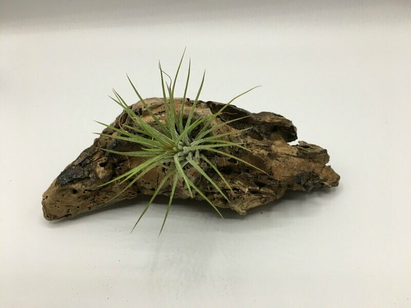 Air Plant with Treated Driftwood