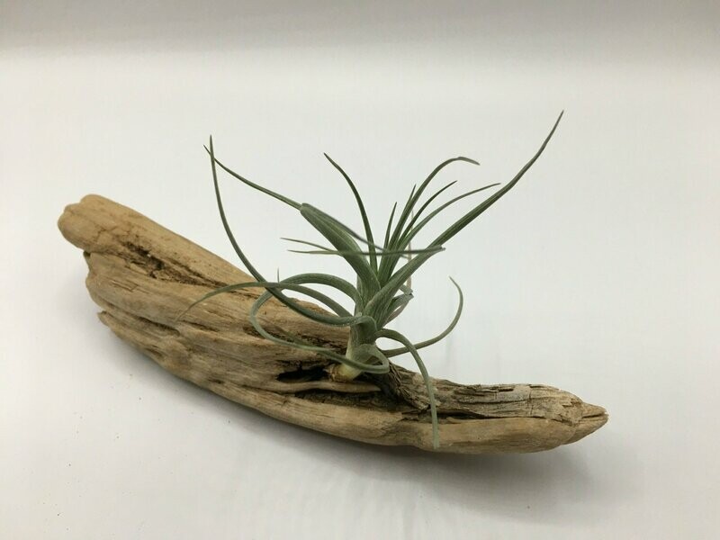 Air Plant with  Treated Drift Wood