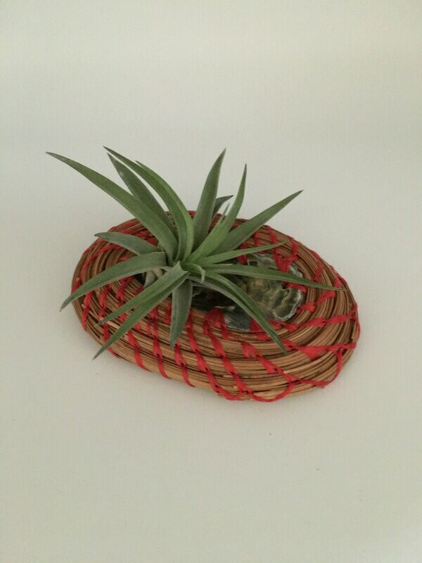 Air Plant With Oyster Shell and Pine Straw Base