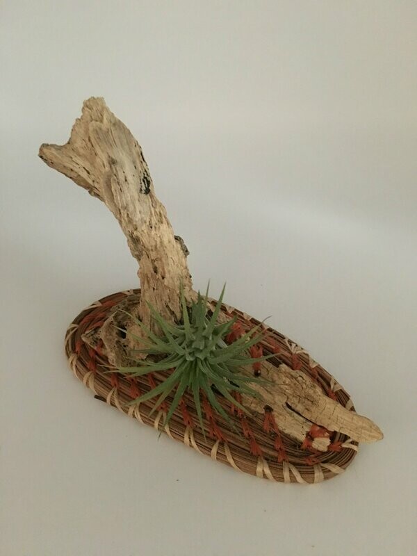 Air Plant with Drift Wood and Pine Straw Base