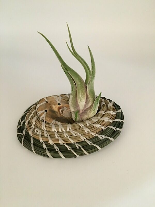 Air Plant With Oyster Shell and Pine Straw Base