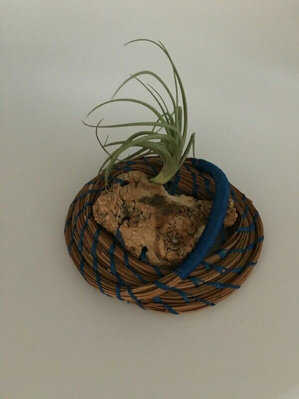 Air Plant with Drift Wood and Pine Straw Base
