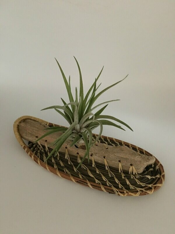 Air Plant with Drift Wood and Pine Straw