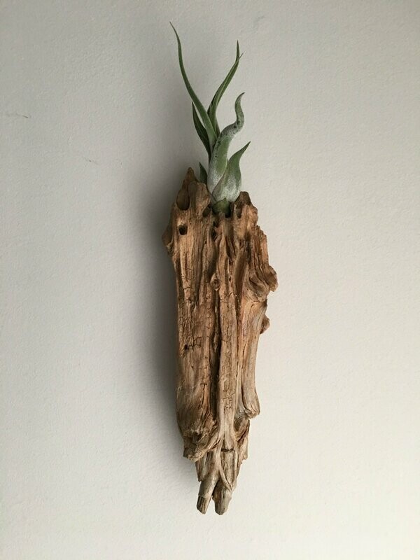 Air Plant with Driftwood Wall Mount