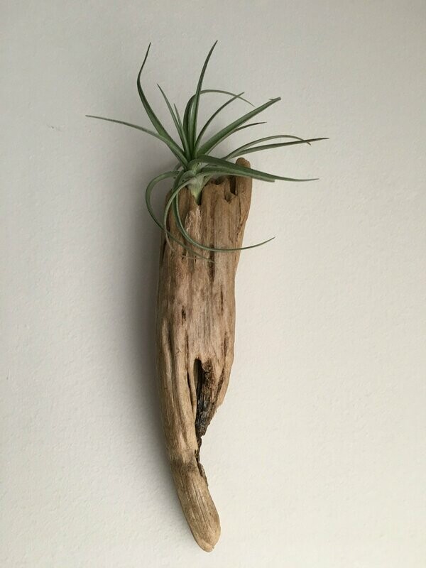 Air Plant with Drift Wood wall mount