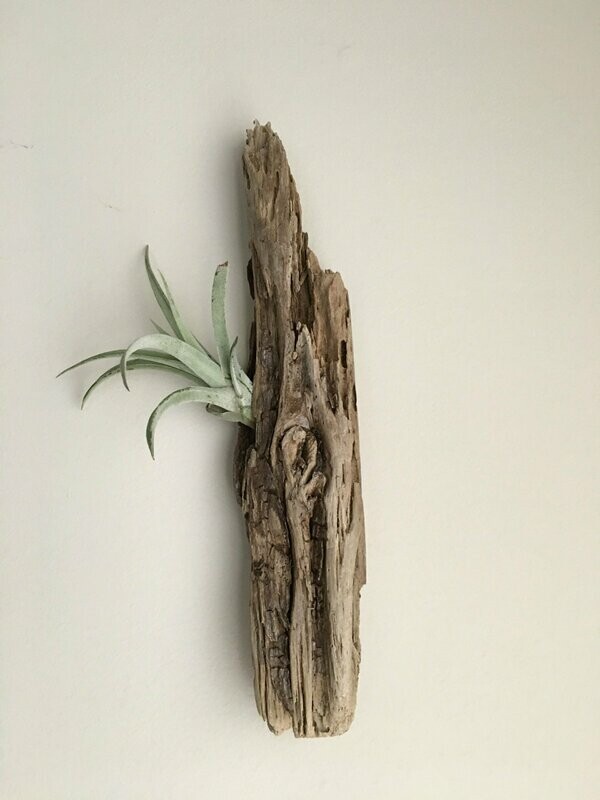 Air Plant with Drift Wood wall mount