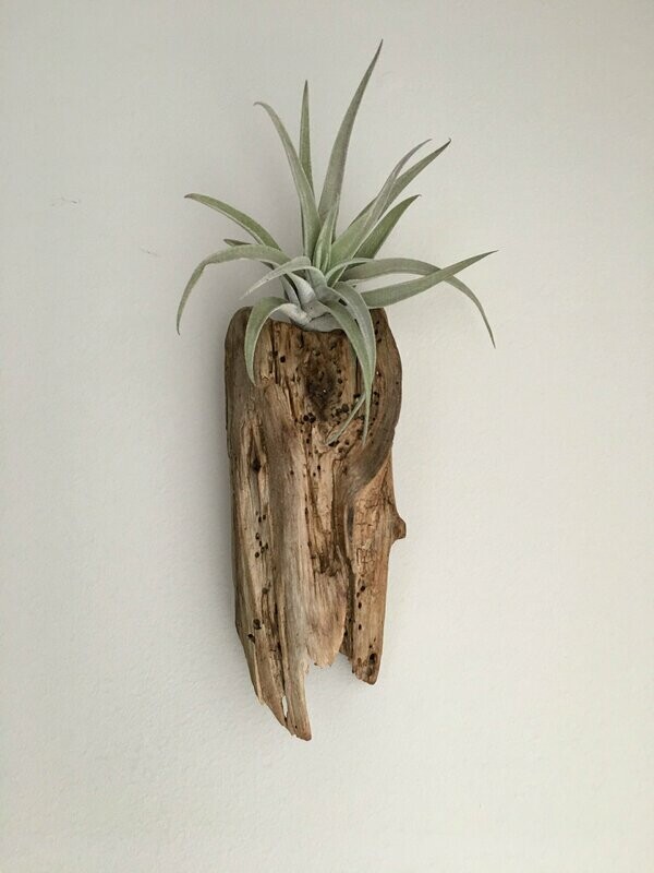 Air Plant with Driftwood Wall Mount