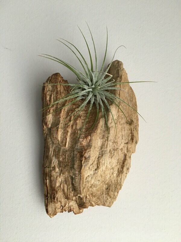 Air Plant with Drift Wood wall mount